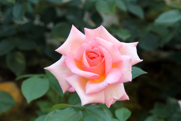 Belles Roses Dans Jardin Comme Fond — Photo