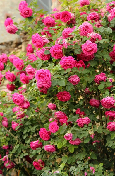 Belles Roses Dans Jardin Comme Fond — Photo