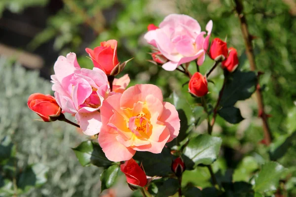 Belles Roses Dans Jardin Comme Fond — Photo