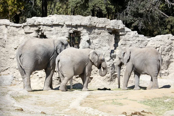 Слоны Зоопарке — стоковое фото