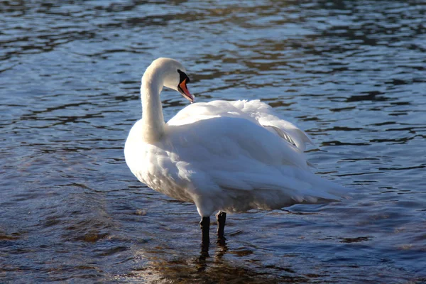 Vit Svan Vid Floden Rhen Tyskland — Stockfoto