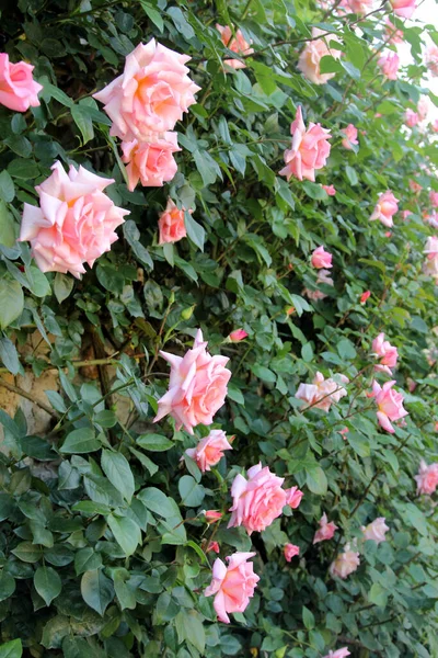 Bahçede Arka Plan Olarak Güzel Güller — Stok fotoğraf