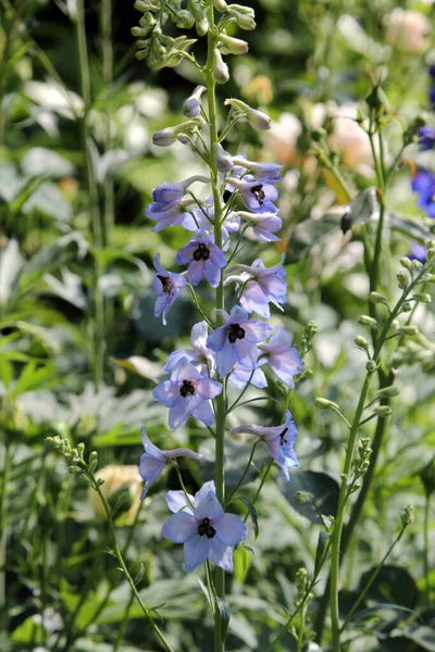 以花园里的蓝色花朵为背景 — 图库照片