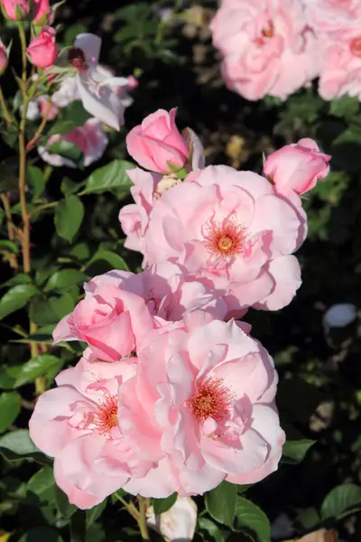 Piękne Róże Ogrodzie Jako Tło — Zdjęcie stockowe
