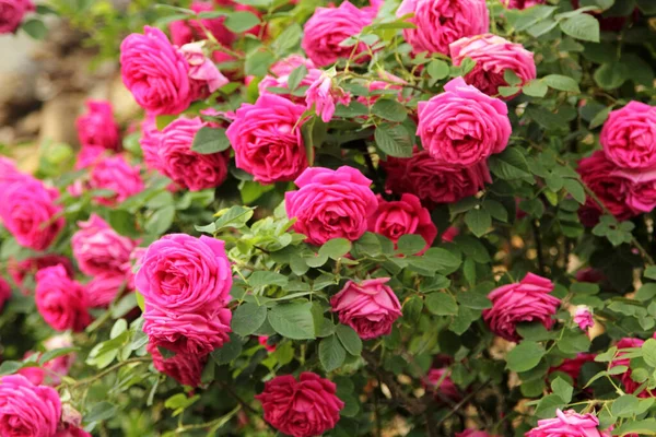 Belles Roses Dans Jardin Comme Fond — Photo