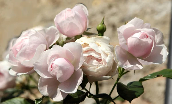 Schöne Rosen Garten Als Hintergrund — Stockfoto
