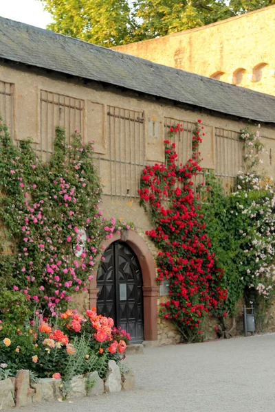 Rosenträdgård Runt Slottet Eltville Rhein Hessen Tyskland — Stockfoto