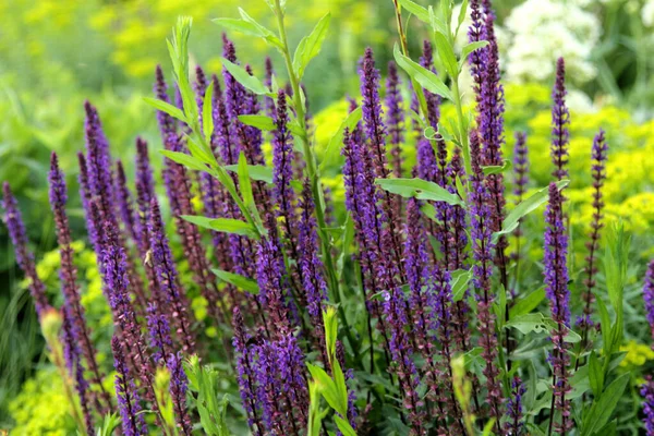 Salvia Blüht Als Hintergrund Salvia Ist Die Größte Pflanzengattung Aus — Stockfoto