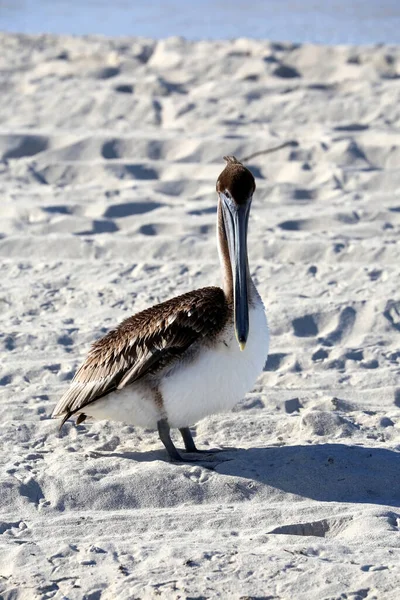 Pelikán Hnědý Nebo Pelecanus Occidentalis Pobřežní Distribuce Severní Ameriky Karibiku — Stock fotografie