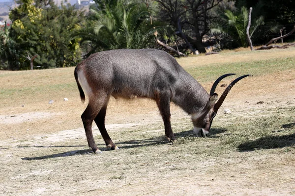 Waterbok Kobus Ellipsiprymnus Een Grote Antilope Uit Afrika Ten Zuiden — Stockfoto