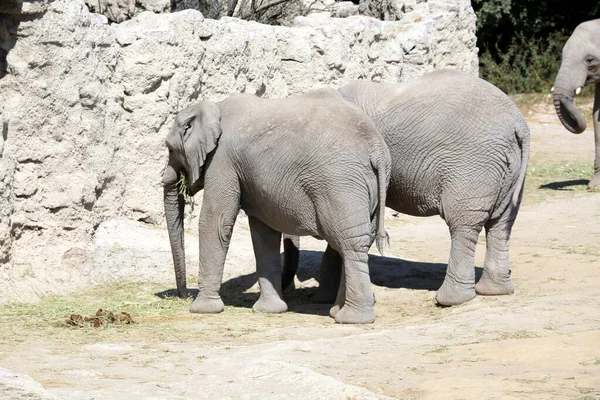 Piccolo Gruppo Elefanti Tra Cui Neonati Zoo — Foto Stock