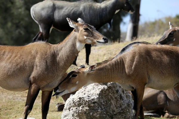 草原羚羊 Taurotragus Oryx 是一种生活在非洲东部和南部的草原羚羊和平原羚羊 — 图库照片