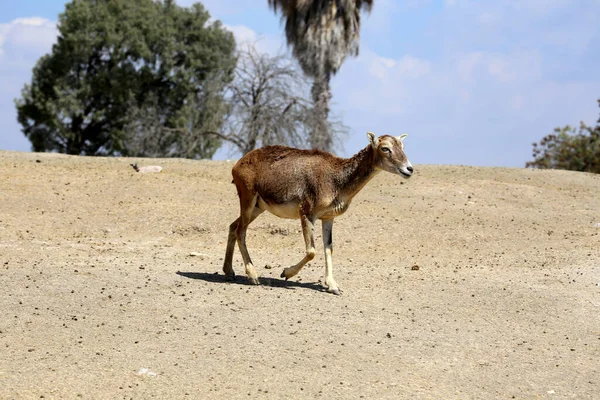 Eland Comune Taurotragus Oryx Conosciuta Anche Come Antilope Dell Eland — Foto Stock