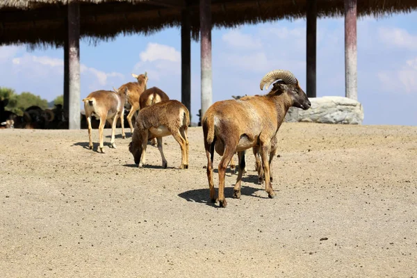 Stado Barbary Sheep Ammotragus Lervia Parku Safari — Zdjęcie stockowe