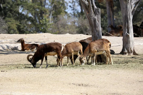 Uma Manada Ovelhas Bárbaras Ammotragus Lervia Parque Safári — Fotografia de Stock