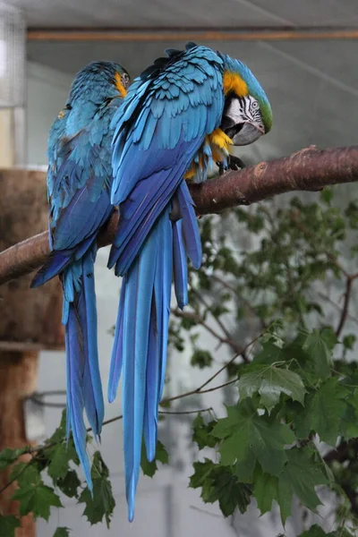 靠近两只美丽的蓝色和黄色金刚鹦鹉 Ara Ararauna — 图库照片