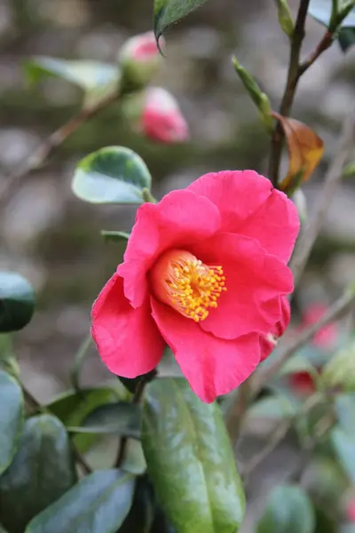 Vackra Rosor Trädgården Som Bakgrund — Stockfoto