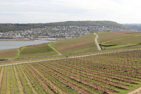 Rdesheim Rhein Rheingau Vineyards Germany Rdesheim Rhein German Winemaking Town — Stock Photo, Image