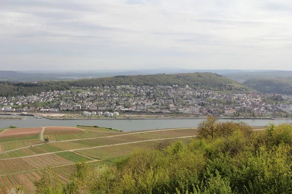 Vignobles Rdesheim Rhein Rheingau Allemagne Rdesheim Rhein Est Une Ville — Photo