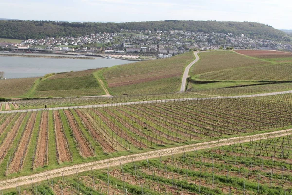 Rudesheim是德国黑森州Rhein Vineyards Rdesheim是德国莱茵河流域的一个酿酒镇 也是联合国教科文组织世界遗产的一部分 — 图库照片