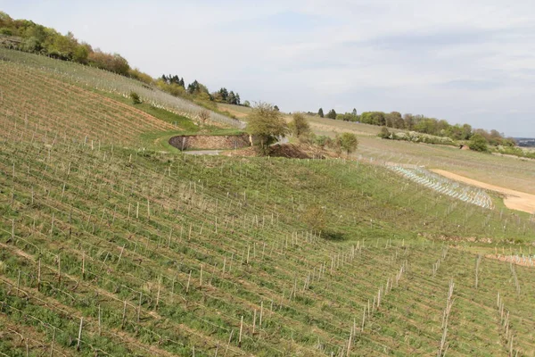 Rdesheim Rhein Ist Eine Deutsche Weinstadt Rhein Und Teil Des — Stockfoto