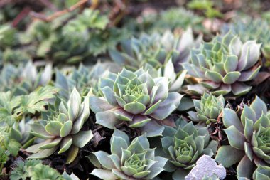 Arkaplan olarak sulu. Graptopeptalum, makro.