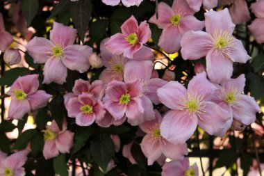 Arka planda sarı gözlü, çiçek açan bir grup şakayık.