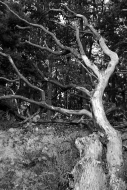 Arkaplan ya da doku olarak ağaç dalları