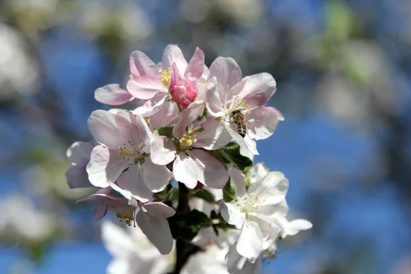 Manzanos Florecientes Primavera Abeja Flor Manzana — Foto de Stock