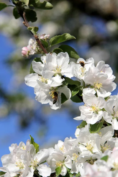 Manzanos Florecientes Primavera Abeja Flor Manzana — Foto de Stock