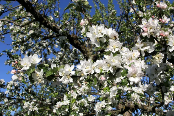 Manzanos Florecientes Primavera Abeja Flor Manzana — Foto de Stock