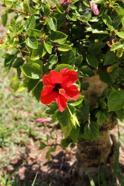 Hibiscus Género Botânico Pertencente Família Malvaceae — Fotografia de Stock