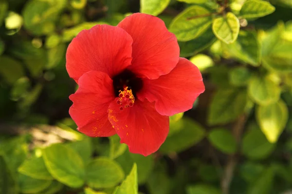 Hibiscus Est Genre Plantes Famille Des Malvaceae — Photo