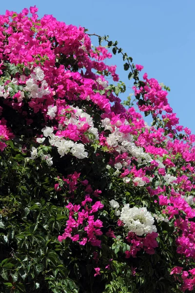 Blooming Bougainvillea Comme Fond — Photo