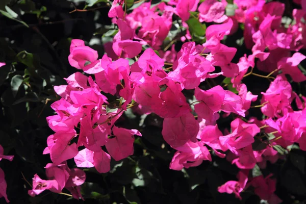 Różowe Kwitnące Bougainvillea Jako Tło — Zdjęcie stockowe