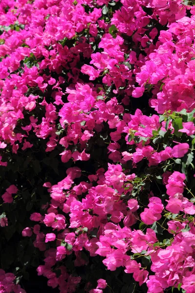 Różowe Kwitnące Bougainvillea Jako Tło — Zdjęcie stockowe
