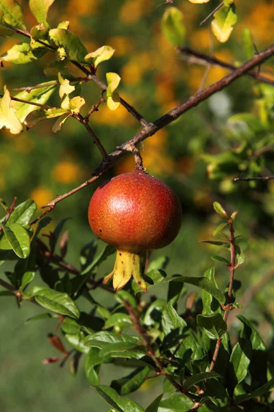 Pomegranate Punica Small Genus Fruit Bearing Deciduous Shrubs Small Trees — Stock Photo, Image