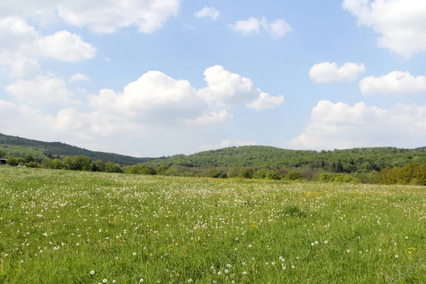 Fresh Summer Meadow Background — Stock Photo, Image