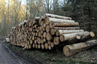 Ormanda bir odun yığını. Ahşap parçaları birbiri ardına dizildi..