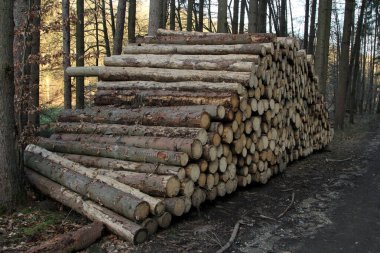Ormanda bir odun yığını. Ahşap parçaları birbiri ardına dizildi..