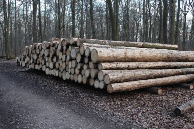 Ormanda bir odun yığını. Ahşap parçaları birbiri ardına dizildi..