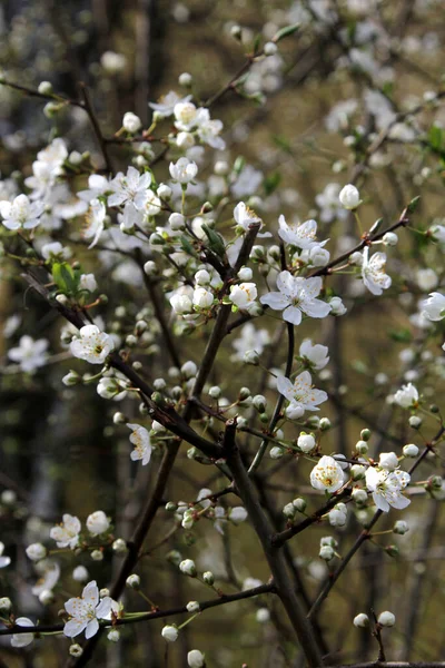 Primer Plano Del Brunch Árboles Florecientes Blancos Como Concepto Primavera — Foto de Stock