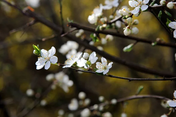 Primer Plano Del Brunch Árboles Florecientes Blancos Como Concepto Primavera — Foto de Stock