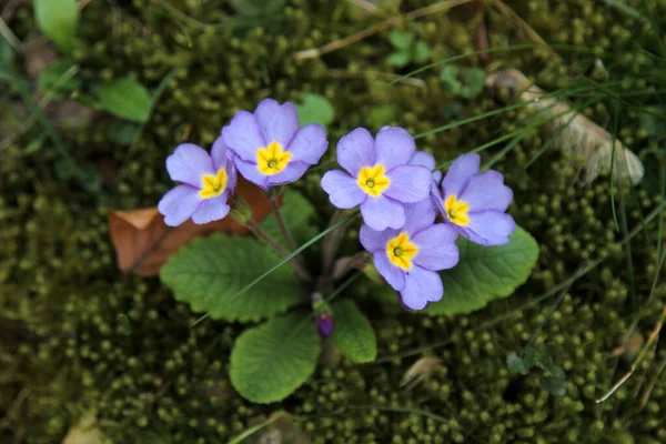 Schöne Blaue Frühlingsprimeln Nahaufnahme — Stockfoto