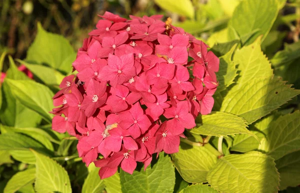 Macro of Hortensia — Stock Photo, Image