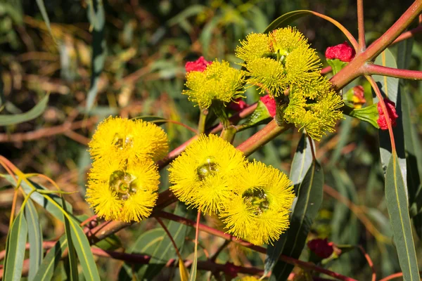 Red-Capped Gum Flowers — Stock Photo, Image