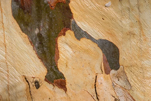 Australian Bark Abstract — Stock Photo, Image