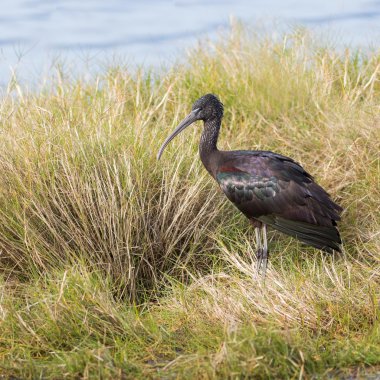 Kendi ortamında parlak Ibis