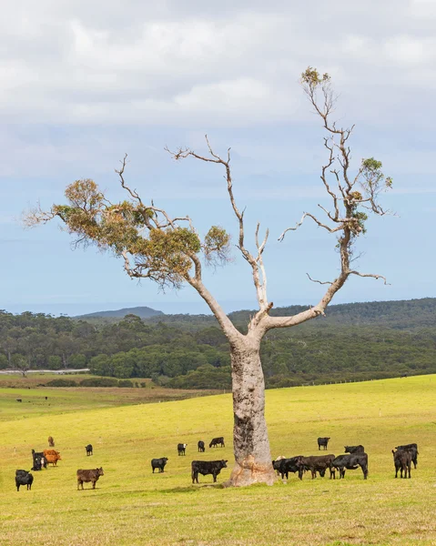Fazenda de gado australiano — Fotografia de Stock