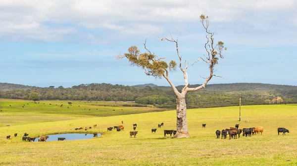 Granja ganadera australiana — Foto de Stock